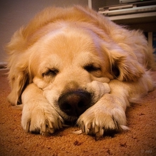 Zaproszenie Rock for Dogs