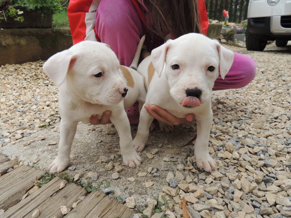 Socjalizacja szczeniąt