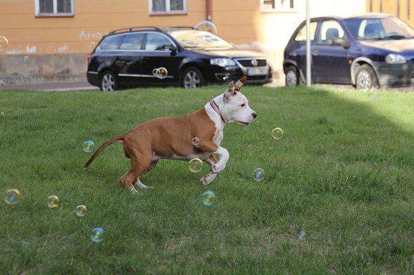 Detektyw psów biegnie