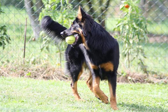 Czy dysplazję można rozpoznać po chodzie?