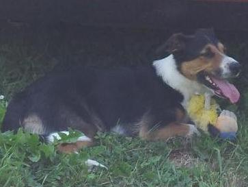 Psy i dzieci - lepiej zapobiegać konfliktom