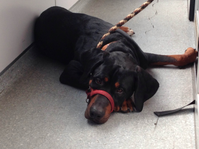 Jaka jest różnica między sterylizacją a kastracją?