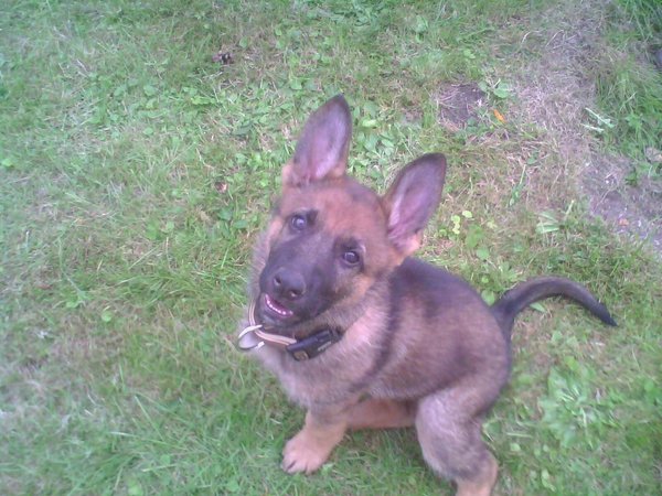 Latem można jeździć na sankach