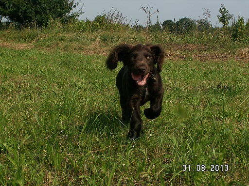 Czy pchły są tylko w domach publicznych?