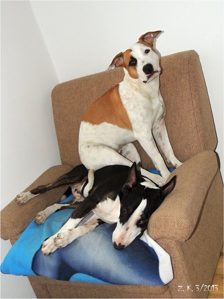 Odprężenie psa również może przynieść korzyści