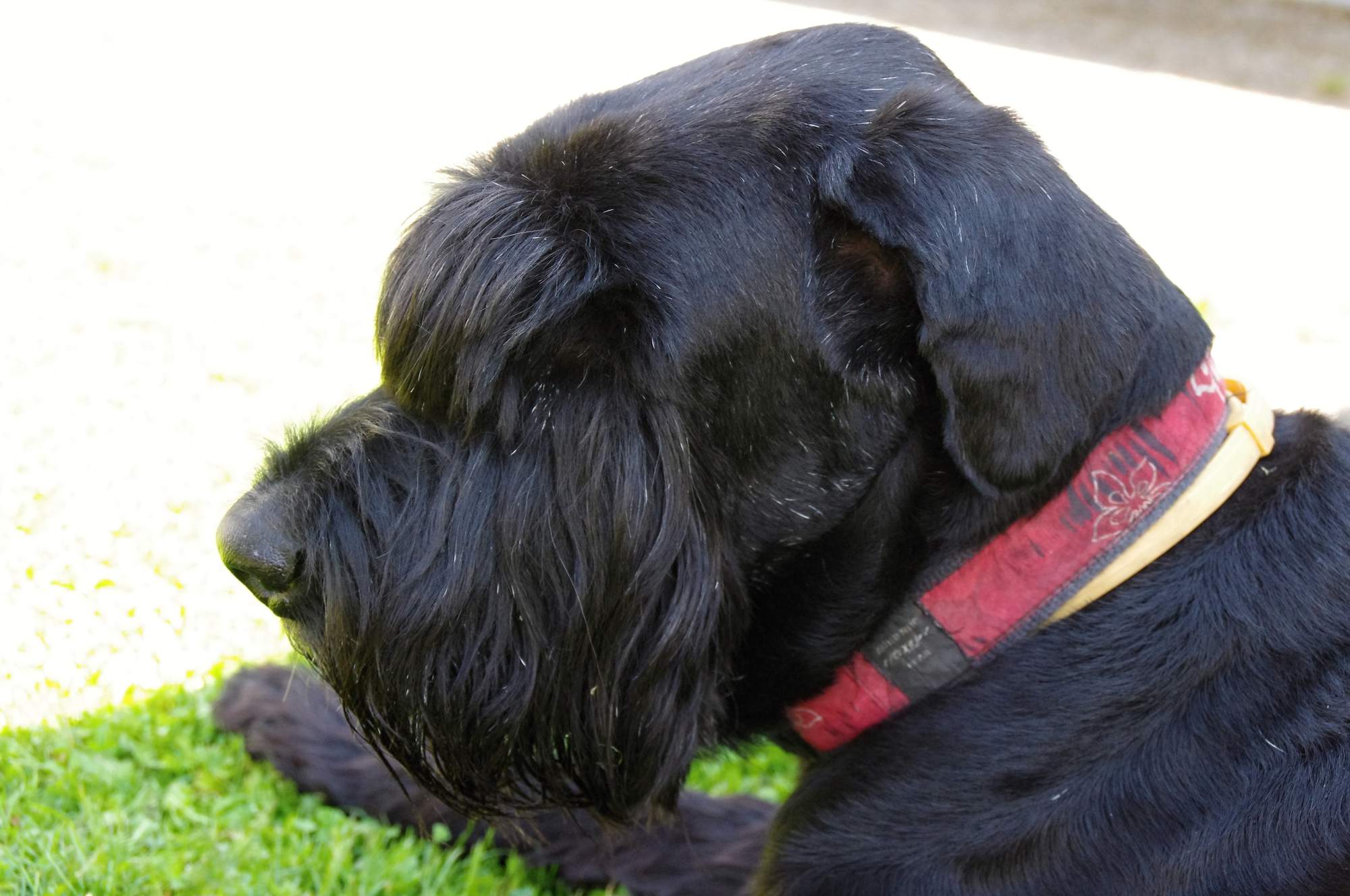 Zaproszenie: Przyjdź, aby nauczyć się masować swojego psa