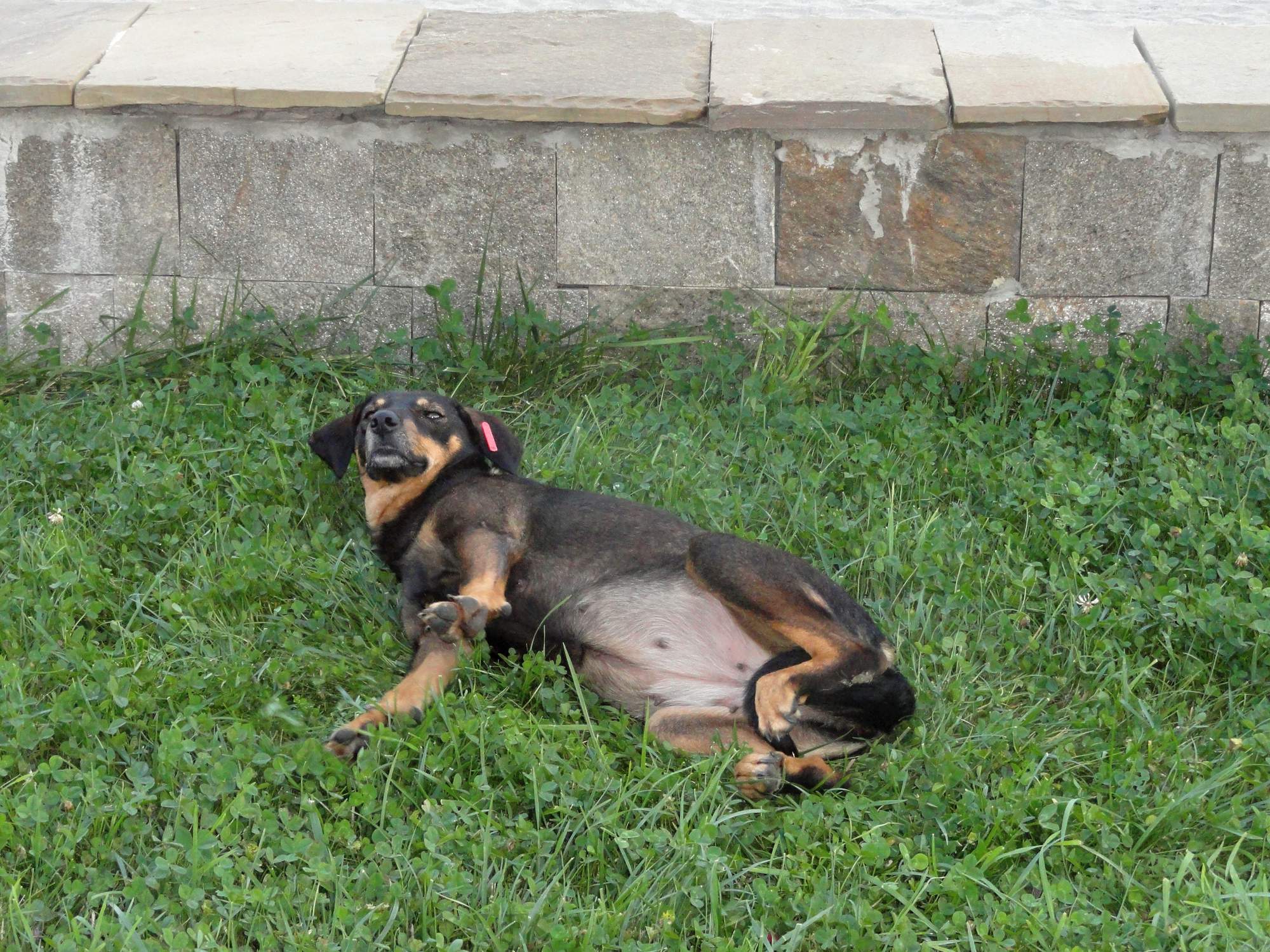 Światowy dzień wścieklizny