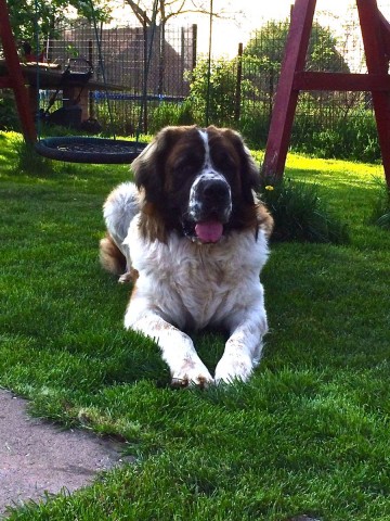 Kim jest moskiewski pies stróżujący?