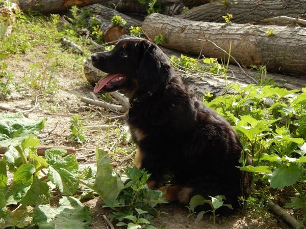 Niedrożność cewki moczowej