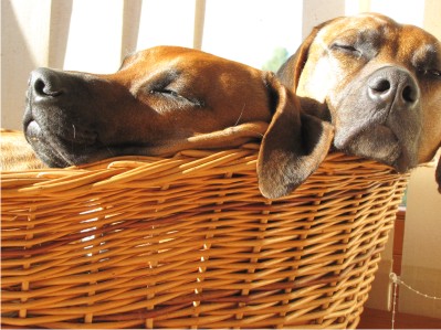 4 mity o pasożytach, które się nie opłacają