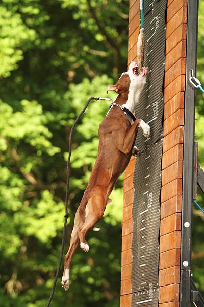 Czy twój pies ma problemy z trawieniem? Przyczyną mogą być mięśnie.