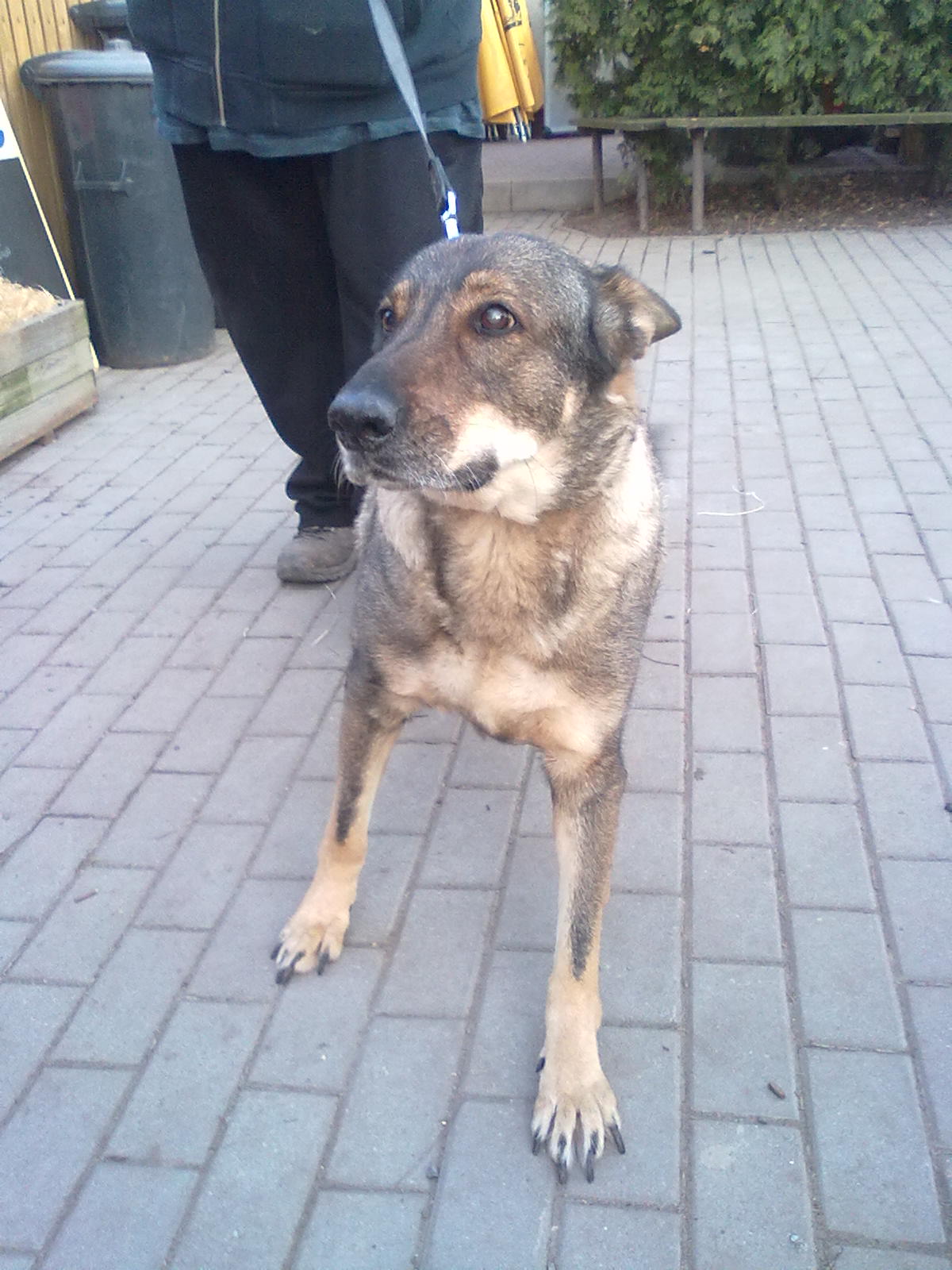 Sara szuka nowego domu