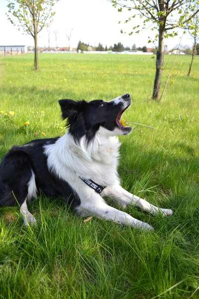 Wybór środków przeciwpasożytniczych