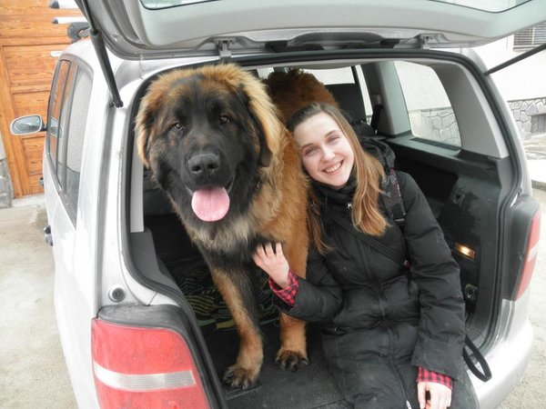 O podróżowaniu ze zwierzętami