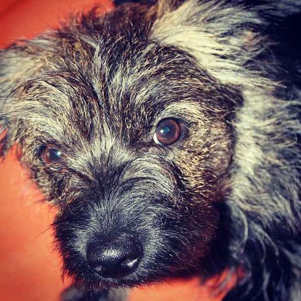 Zaproszenie: Dyskusja o BARFing