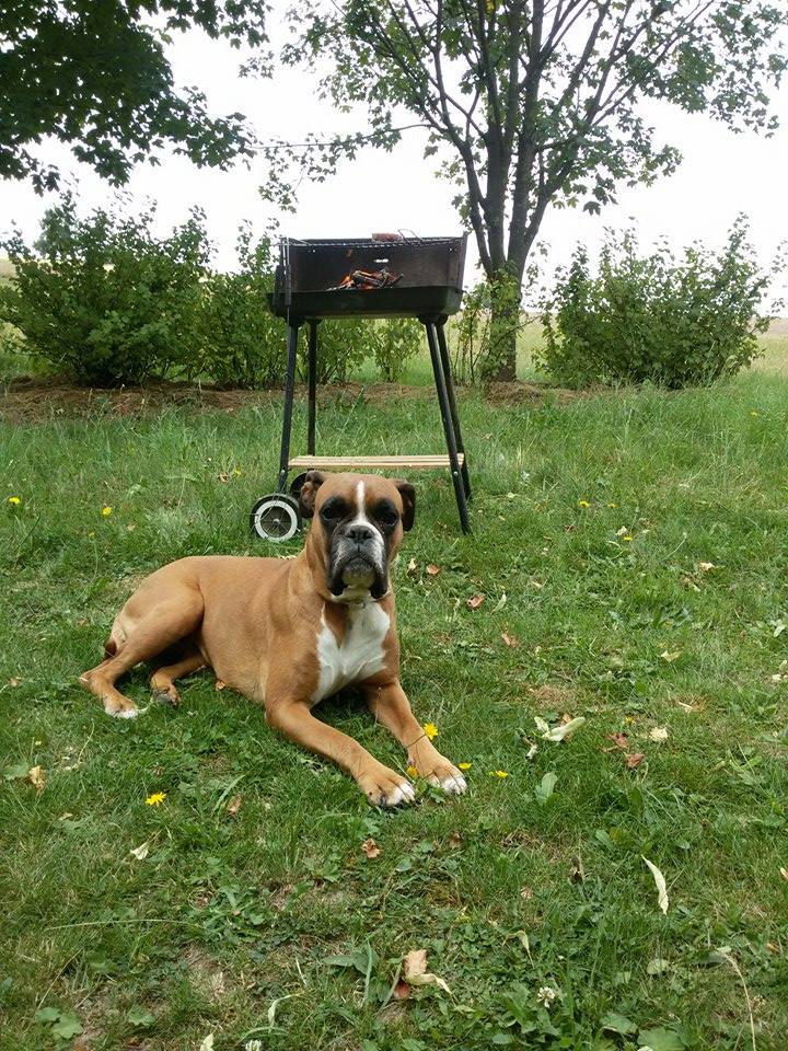 Chcesz zostać psią nianią?