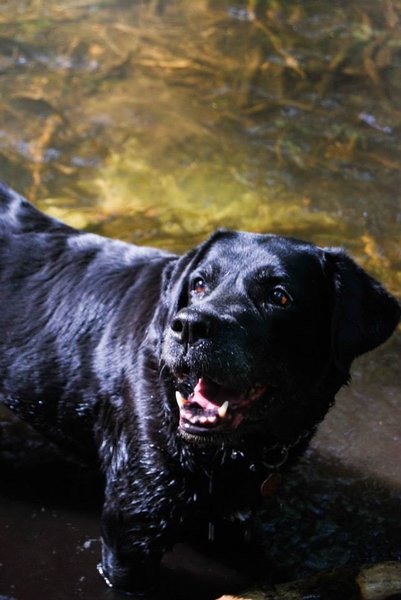 Podczas upału nie zapomnij o reżimie picia psów