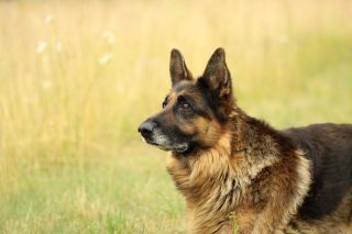 Nowy kanał dla zwierząt domowych zacznie nadawać jesienią