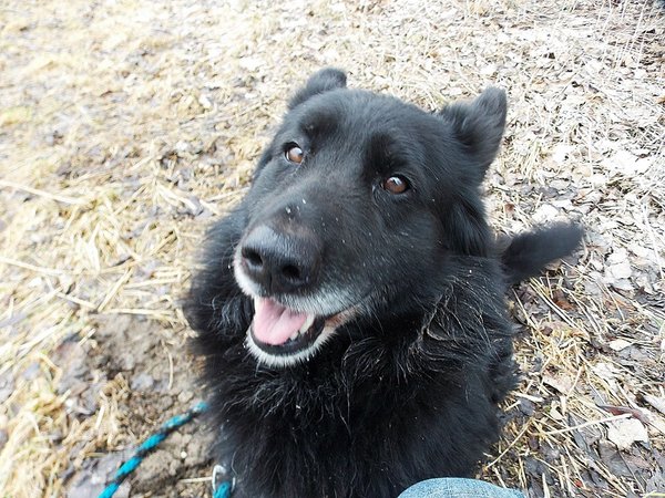 Wścieklizna w Czechach?