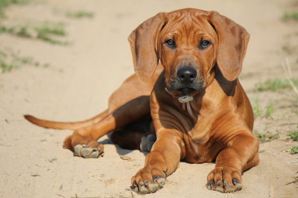Jak uzyskać piękny płaszcz?