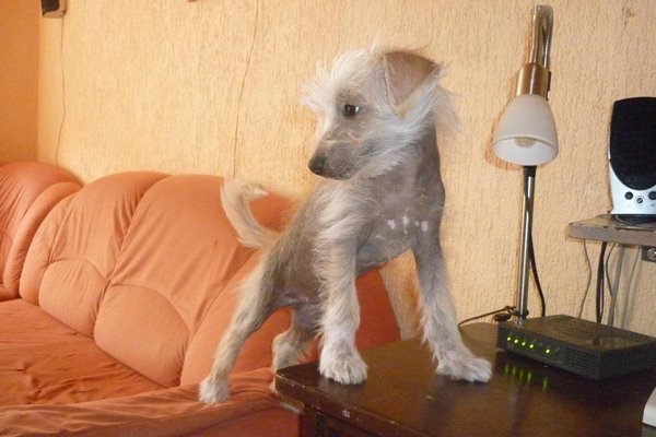 Zaproszenie: Wykłady inż. Pavel Bradáč w siedzibie Fundacji Ochrony Zwierząt