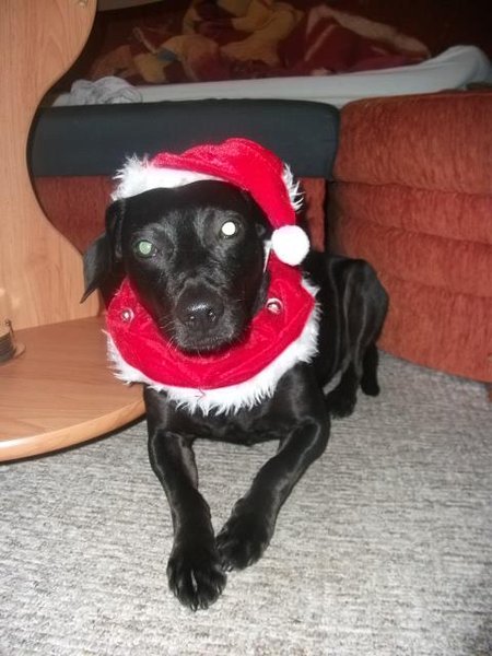 Wskazówki na prezenty świąteczne dla psów