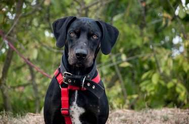 Projekt WISH WISH pomaga psom ze schroniska