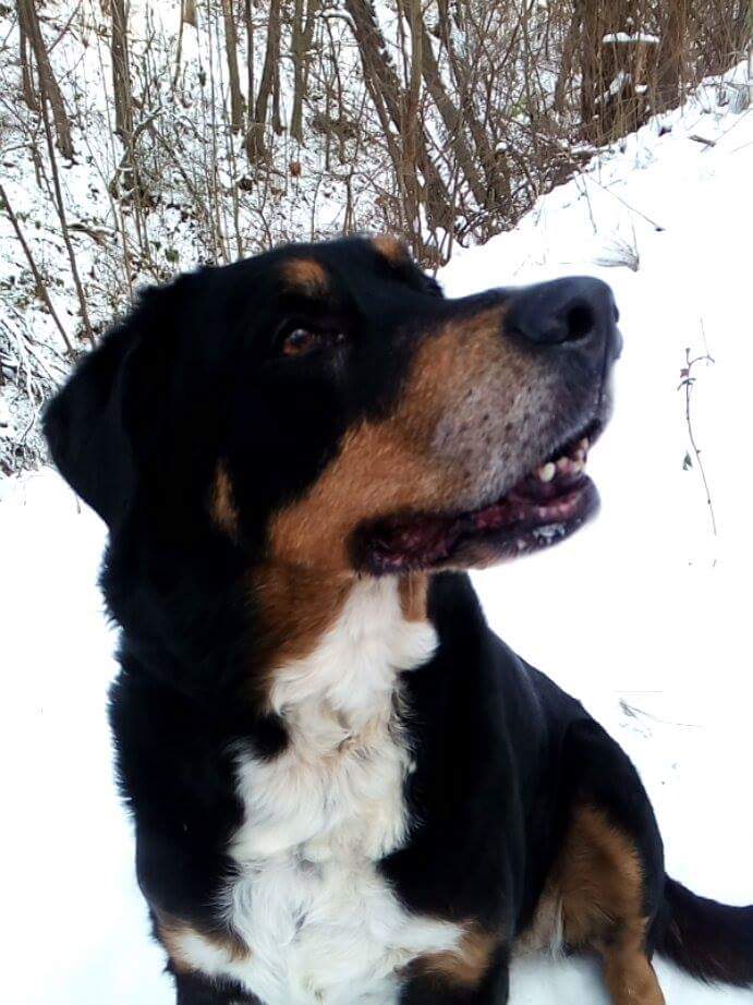 Wyprowadzanie psów zimą ma swoje zasady