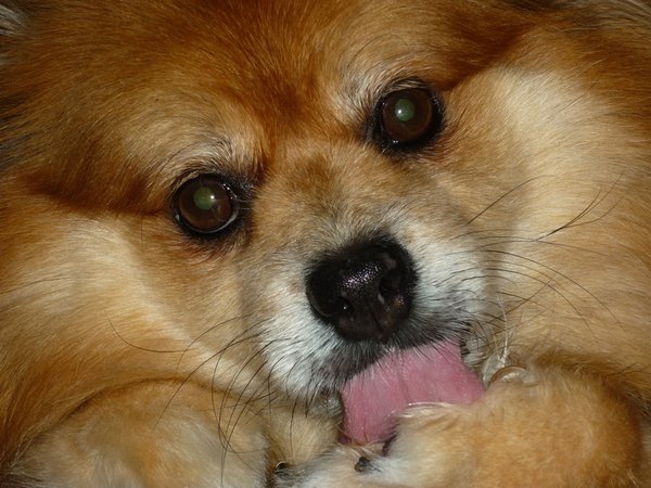 Obgryzanie lub lizanie łap