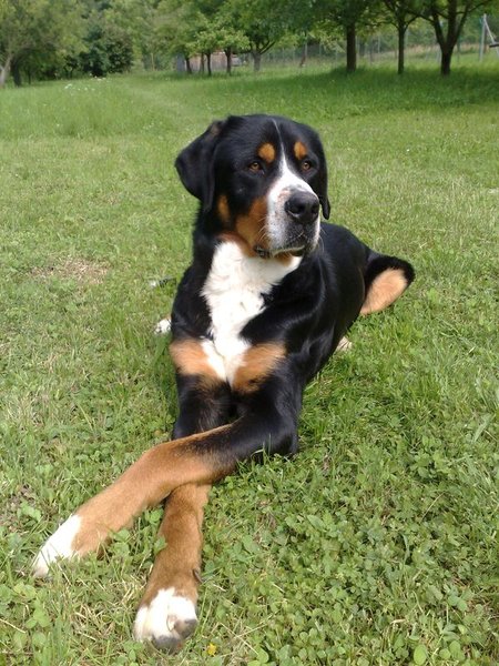 Zaproszenie: Międzynarodowa wystawa psów DUO CACIB 2016