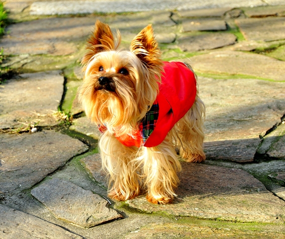 5 pokarmów, które mogą poważnie zranić twojego psa