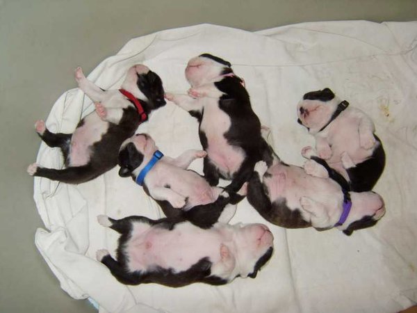 Jak rozpoznać dobrego hodowcę?