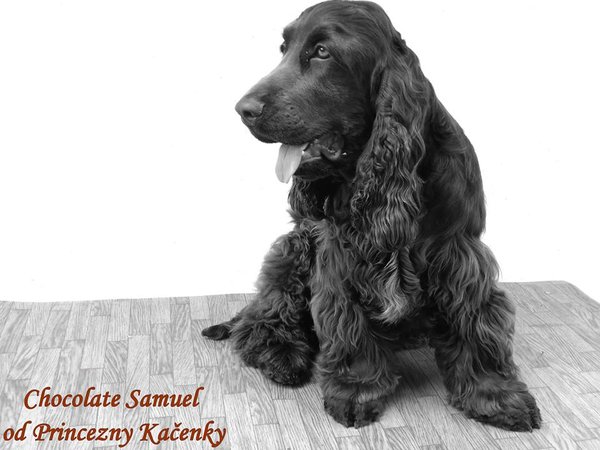 Krwiak małżowiny usznej