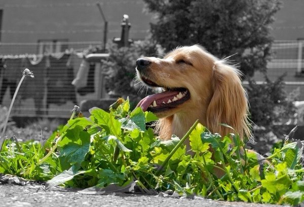 Połączyć leki przeciwpasożytnicze?