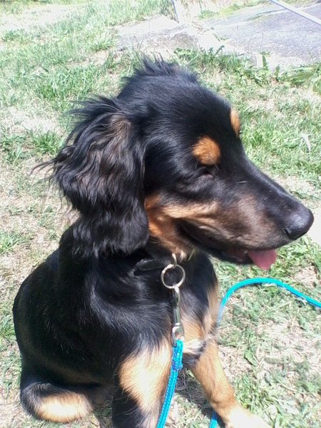 Jak zmienić granulki u psa?