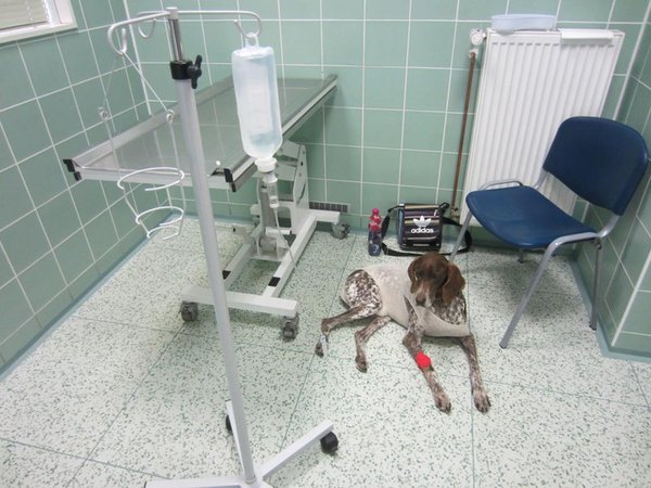Ludzie nie doceniają kosztów zwierząt domowych, a następnie są winni weterynarzowi