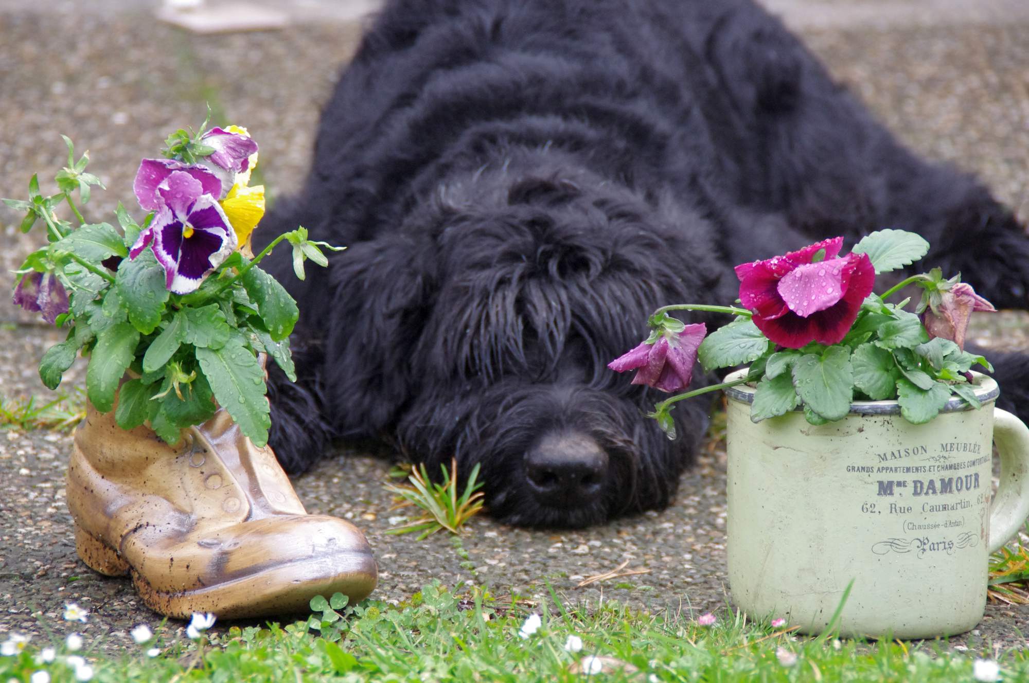 Granulat vs. konserwy