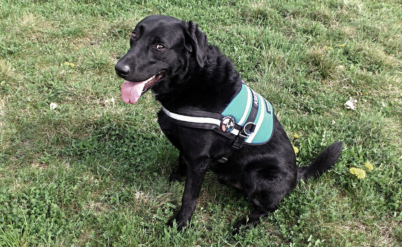 Zaproszenie: Charytatywny Pestrobazar do wspierania szkolenia psów asystujących