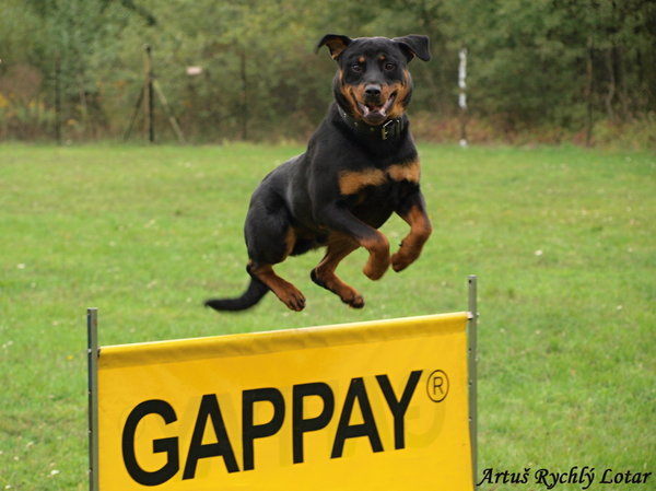 Zaproszenie na wykład: Jak budować relacje z psem za pomocą gier i sportów dla psów?