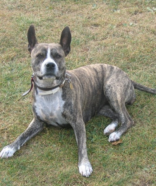 Złamane obroże przeciwko pchłom i kleszczom można domagać się