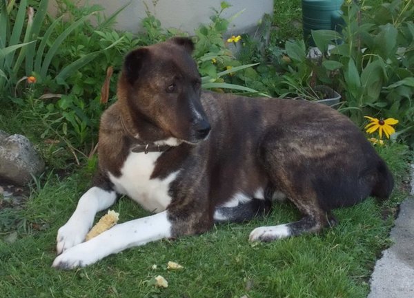 Szukasz najbliższego weterynarza? Dzięki nowej aplikacji jest to kwestia sekund