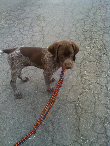 Zaproszenie: Brno Dog Days