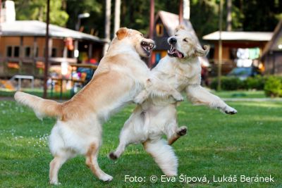 Zaproszenie: Wystawa fotograficzna ze złotymi aporterami