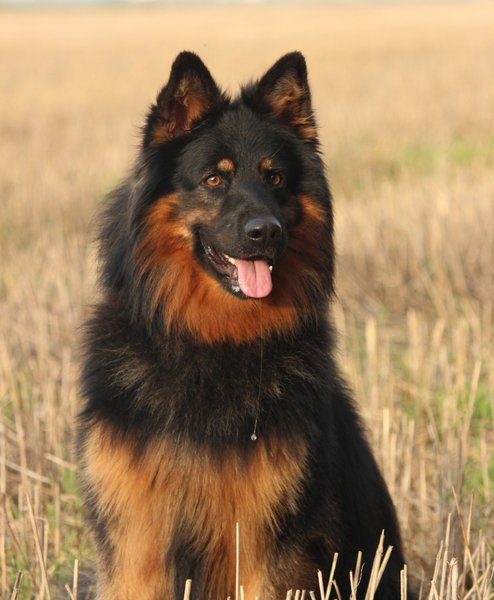 Jak wywołać wymioty u psa?