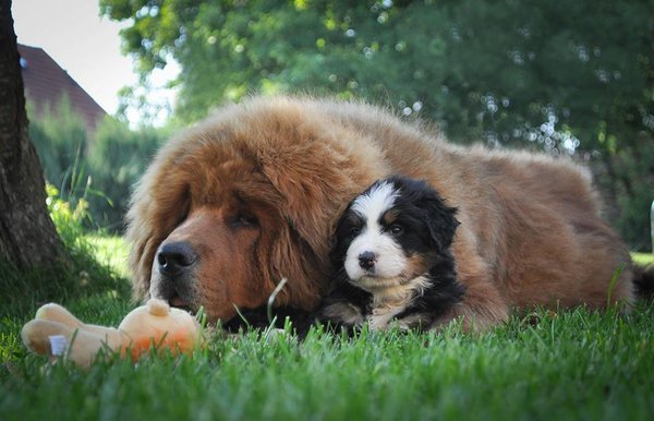 Szeregowe prawidłowe karmienie: 1. Jak odczytać skład pokazany na workach z granulkami?