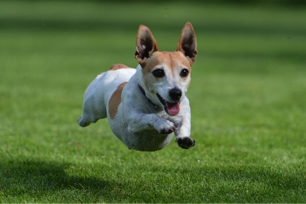 Szereg prawidłowe karmienie: 3. Zboża w karmie dla psów