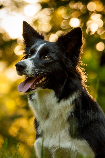 Seria prawidłowego karmienia: 4. Funkcjonalne składniki paszy