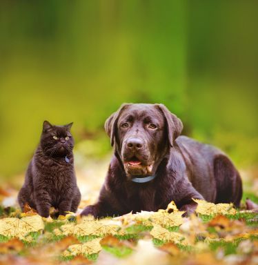 Pchła pora jest tutaj