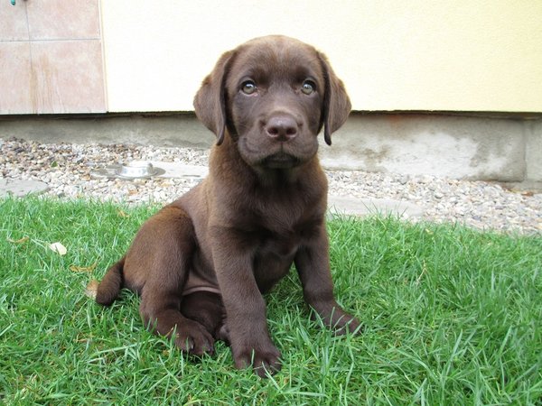 Szereg prawidłowego karmienia: 6. Odżywianie na różnych etapach życia psa