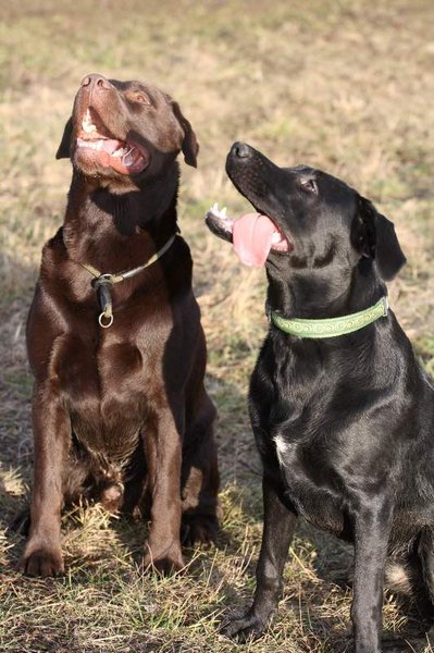 Odpowiedź WCB na wprowadzające w błąd informacje dotyczące rzekomego wystąpienia choroby Aujeszkyego w regionie Hradec Králové